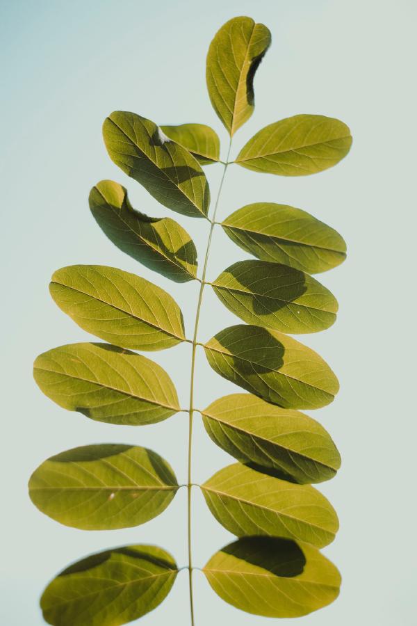 Efficient Genomic Interval Search With a SIMD-Enhanced COITree